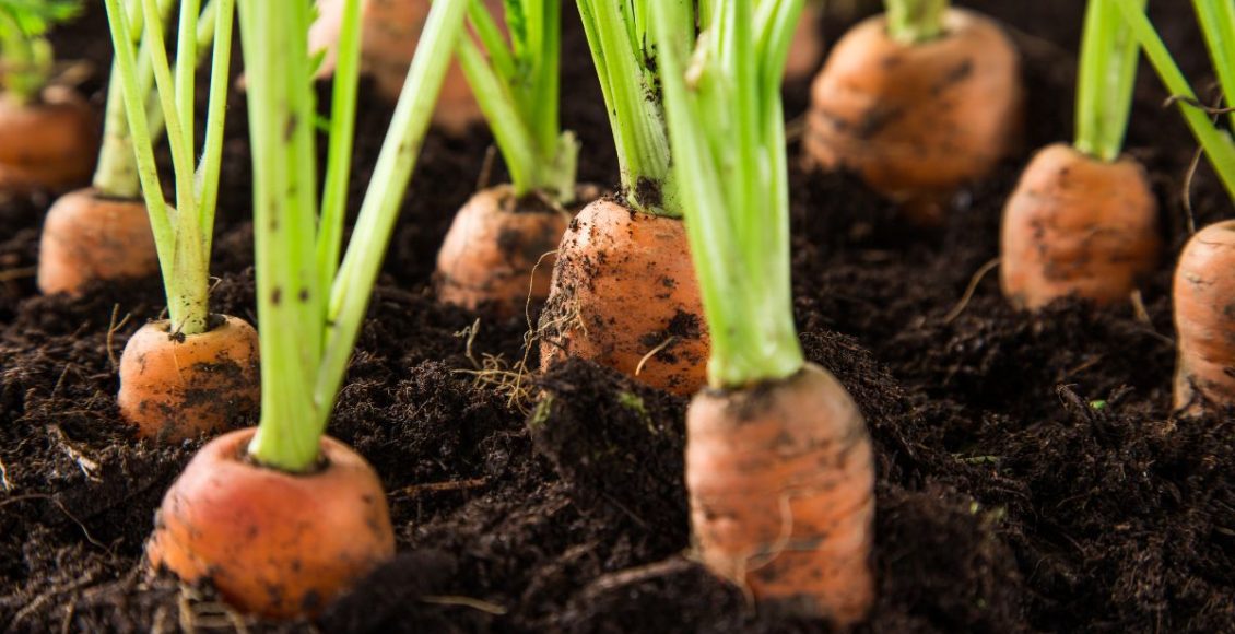 5 erros comuns ao cultivar cenouras