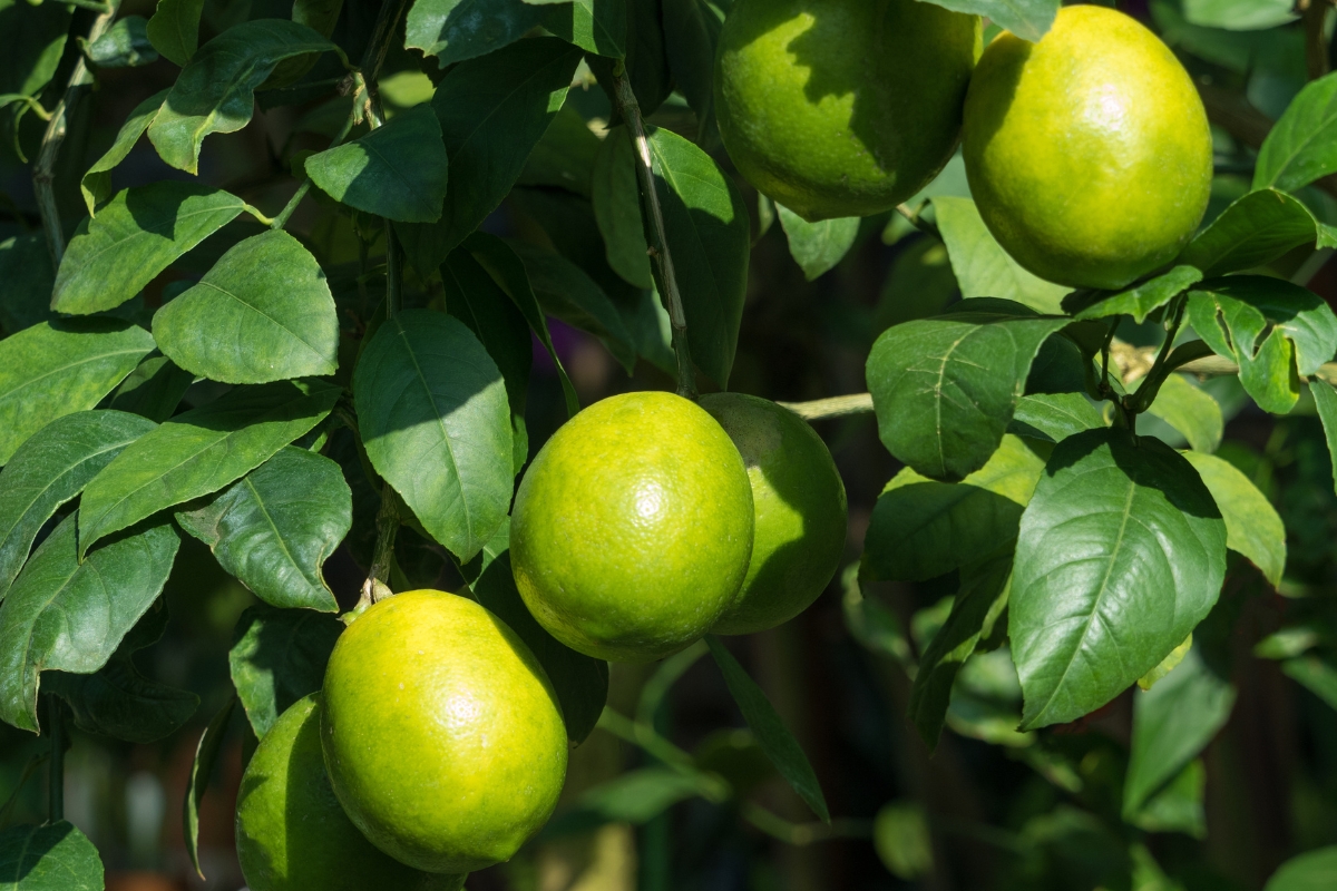 Como podar pé de limão corretamente? Confira o passo a passo para não destruir sua planta