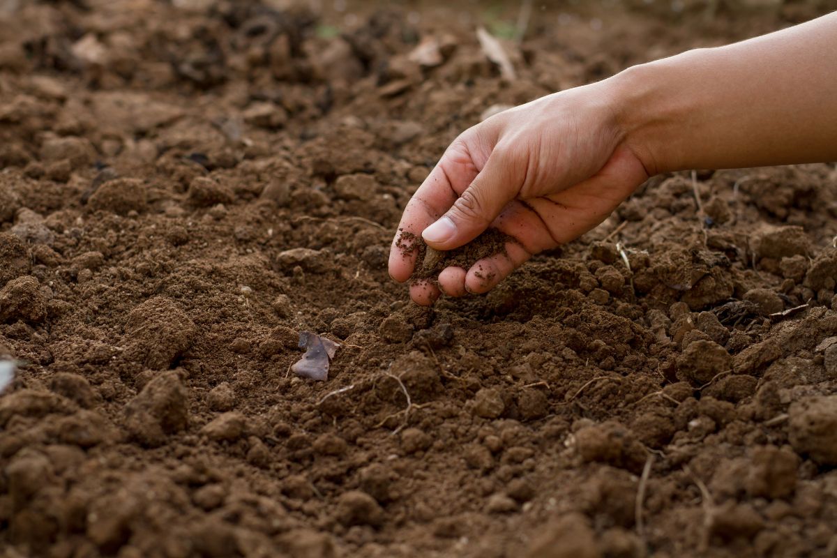 Como preparar a terra para plantar hortaliças