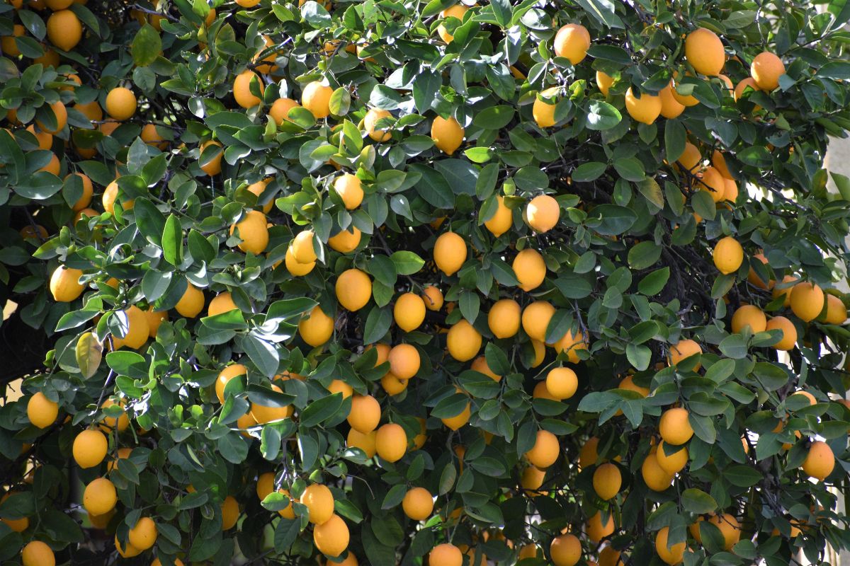 Cultivar limão siciliano