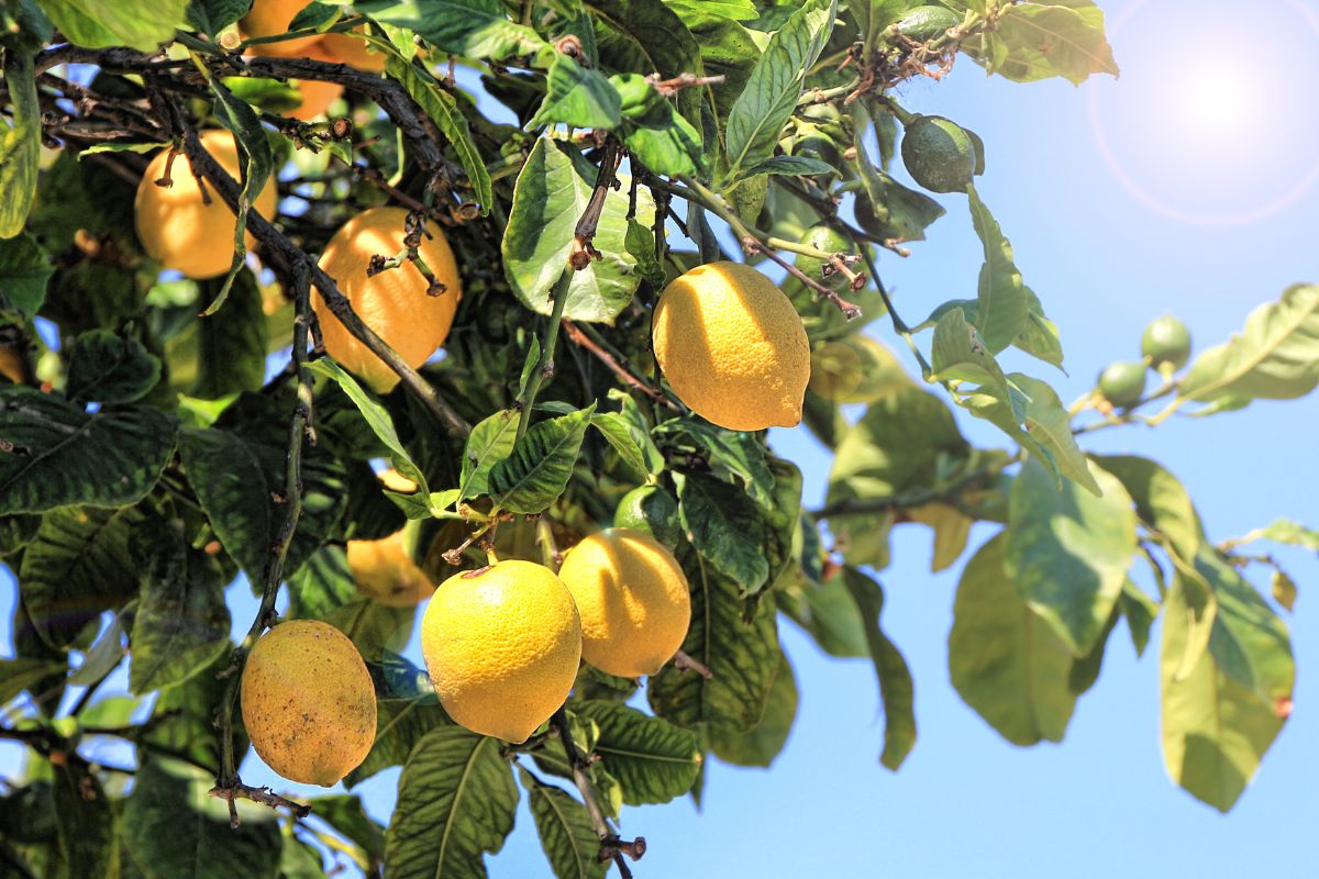 Cultivar limão siciliano