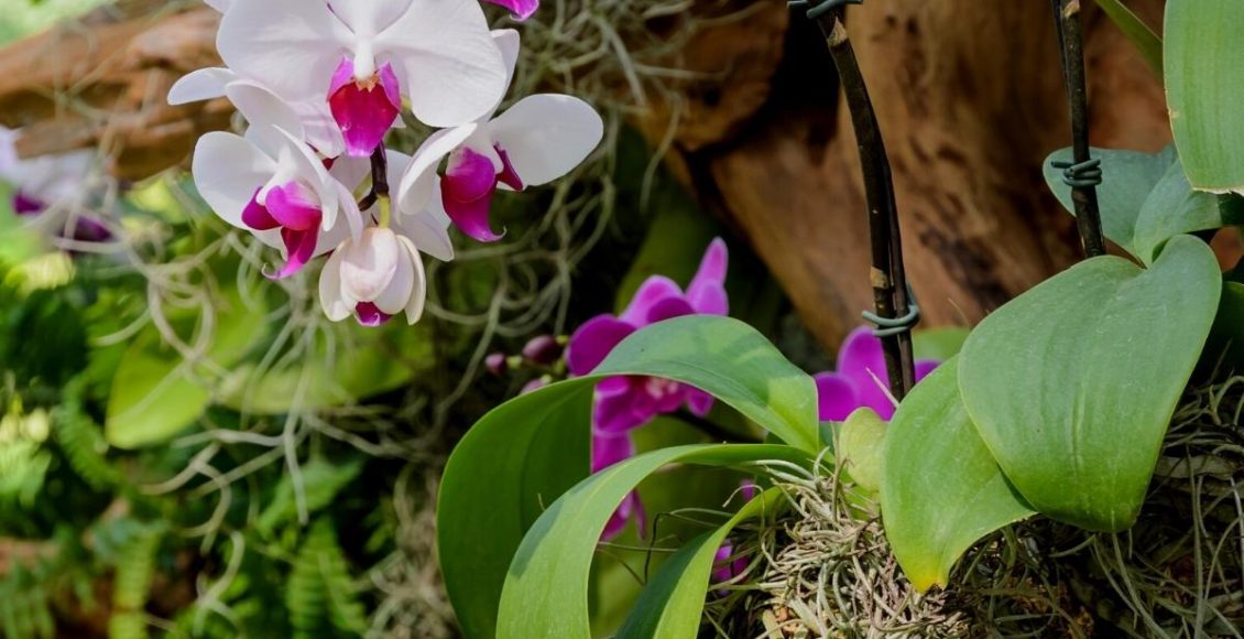 Orquídeas com folhas amareladas? - Foto: Canva