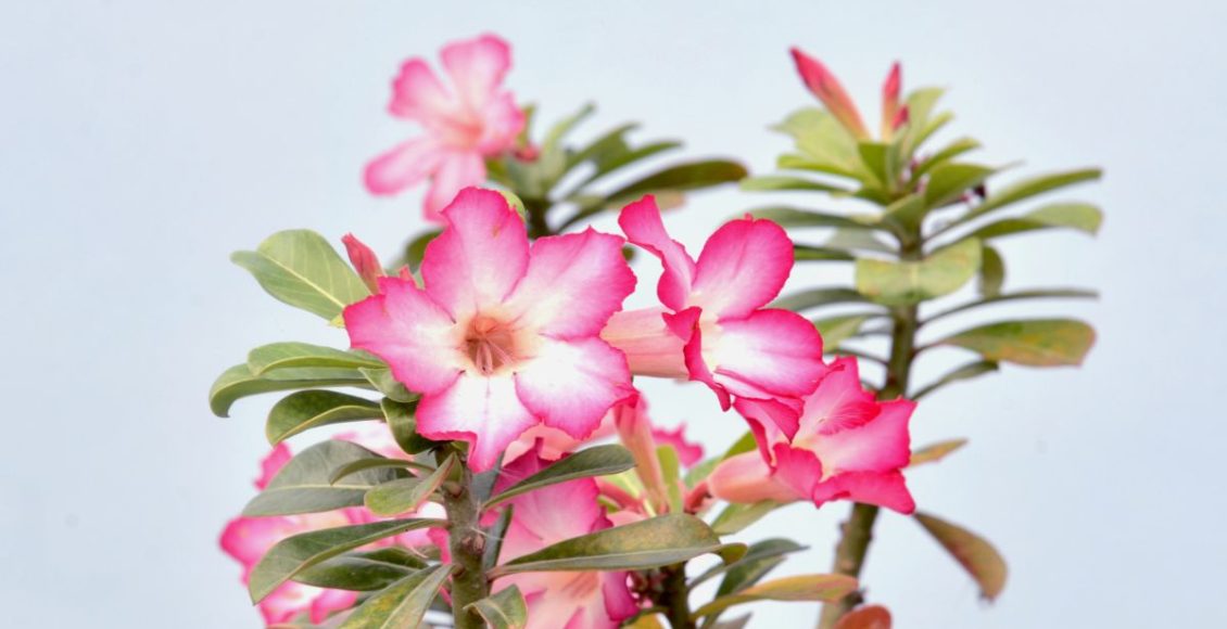 Misturinha bomba para florir rosa do deserto - Foto: Canva