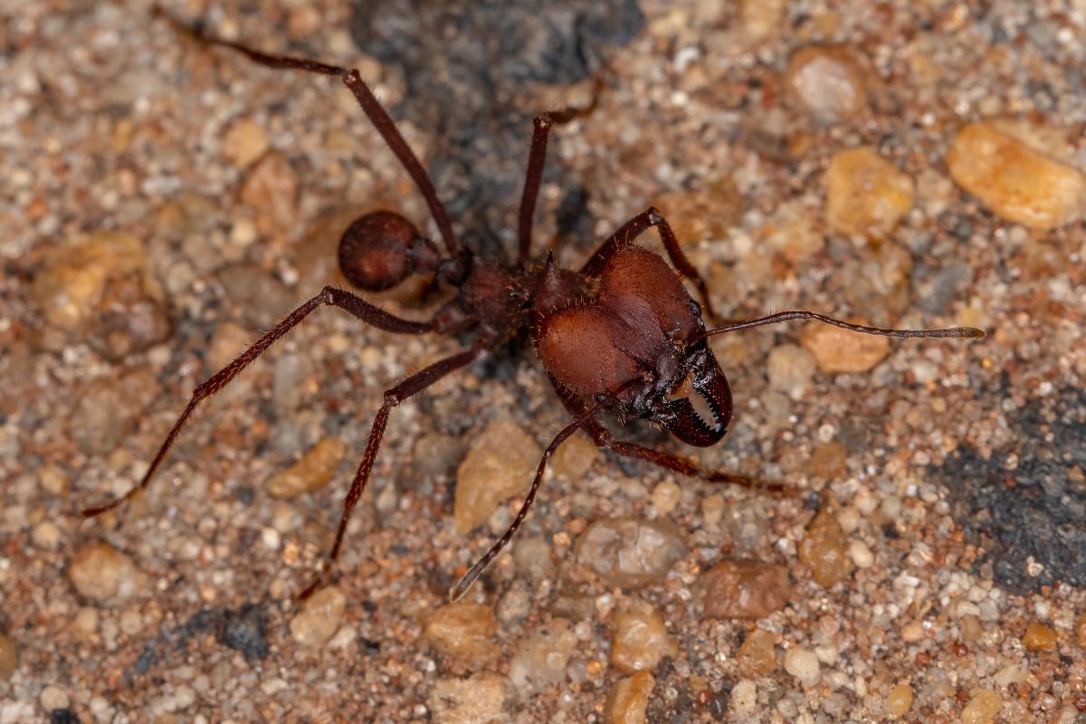 Eliminar formigas cortadeiras