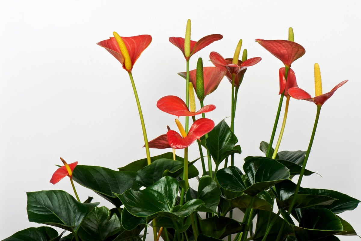 Plantas que gostam de ficar no banheiro: veja dicas para arrasar na decoração