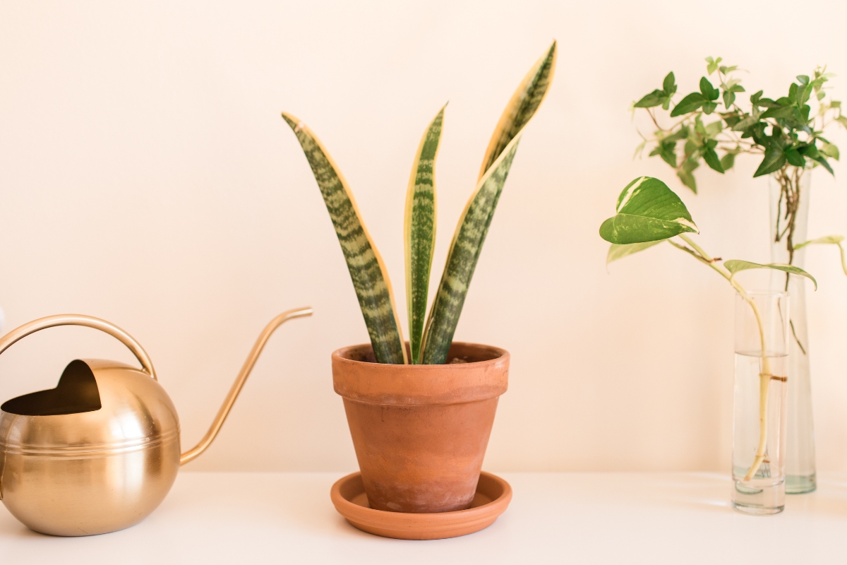 Plantas que gostam de ficar no banheiro: veja dicas para arrasar na decoração
