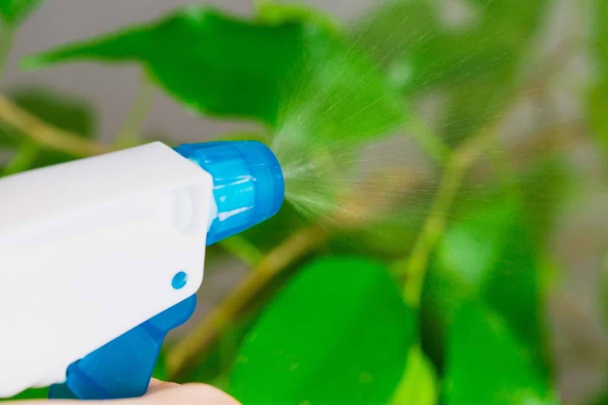 Saiba como usar água oxigenada para eliminar pragas do jardim; veja o quanto é eficiente