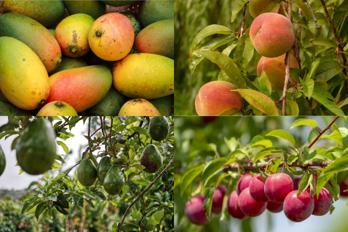 4 frutas que são plantadas pelo caroço que muitos desconhecem - Foto: CanvaPRO