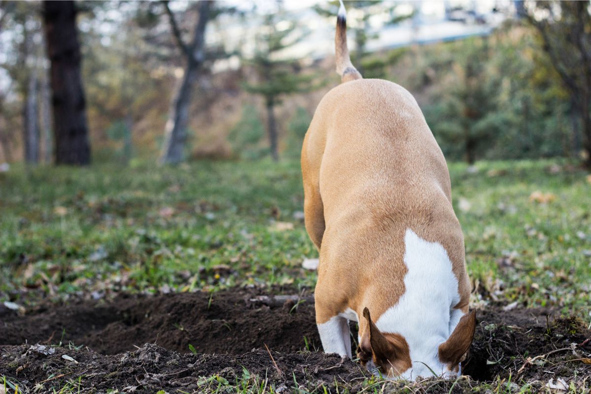 Cachorro faz buraco no quintal (Reprodução Canva)