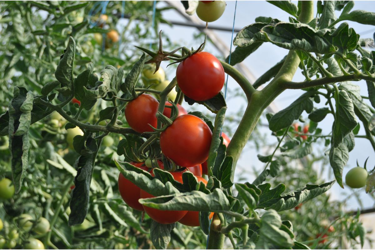 Tomateiros - Fonte Canva.