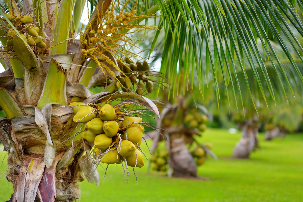 Que tal beber água de coco diretamente do coqueiro anão produzido em seu jardim?/Reprodução: Canva