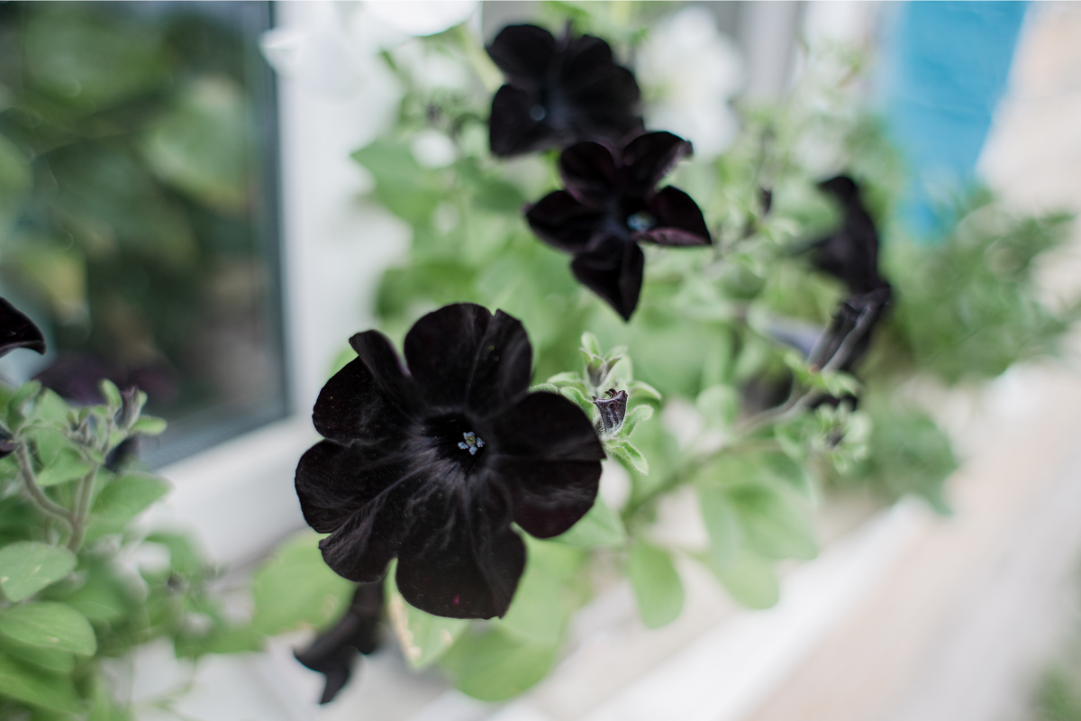 Flores pretas (Reprodução Canva)