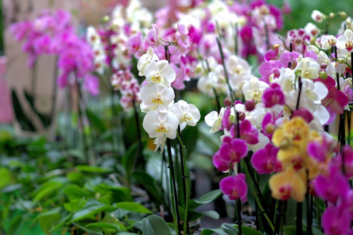 Orquídea florescer (reprodução Canva Pro)