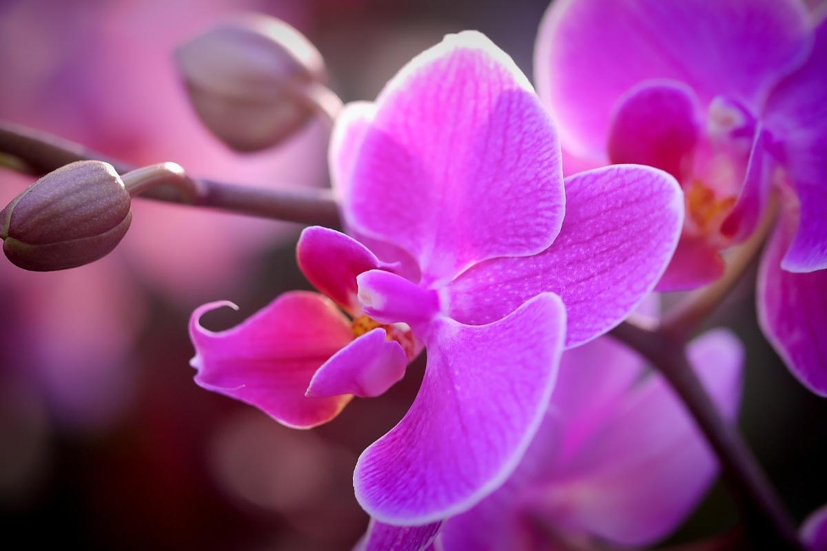 Orquídea florescer (reprodução Canva Pro)