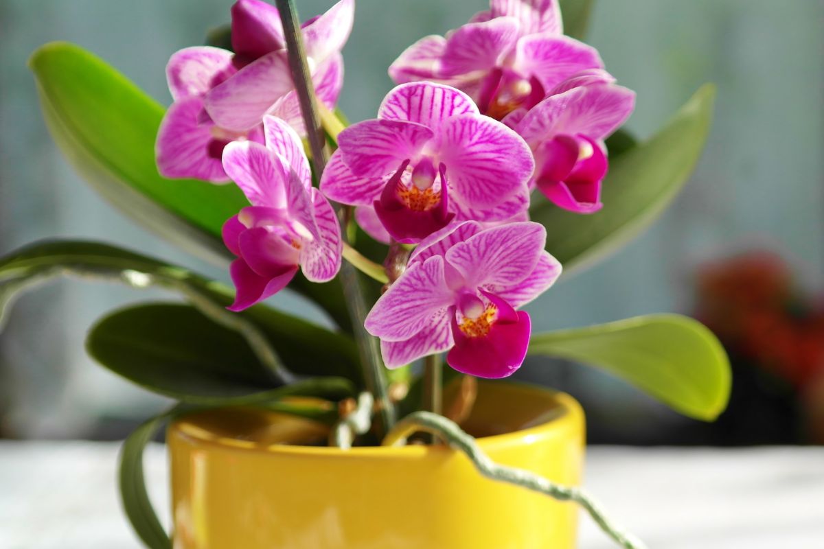 Orquídea (Reprodução Canva)