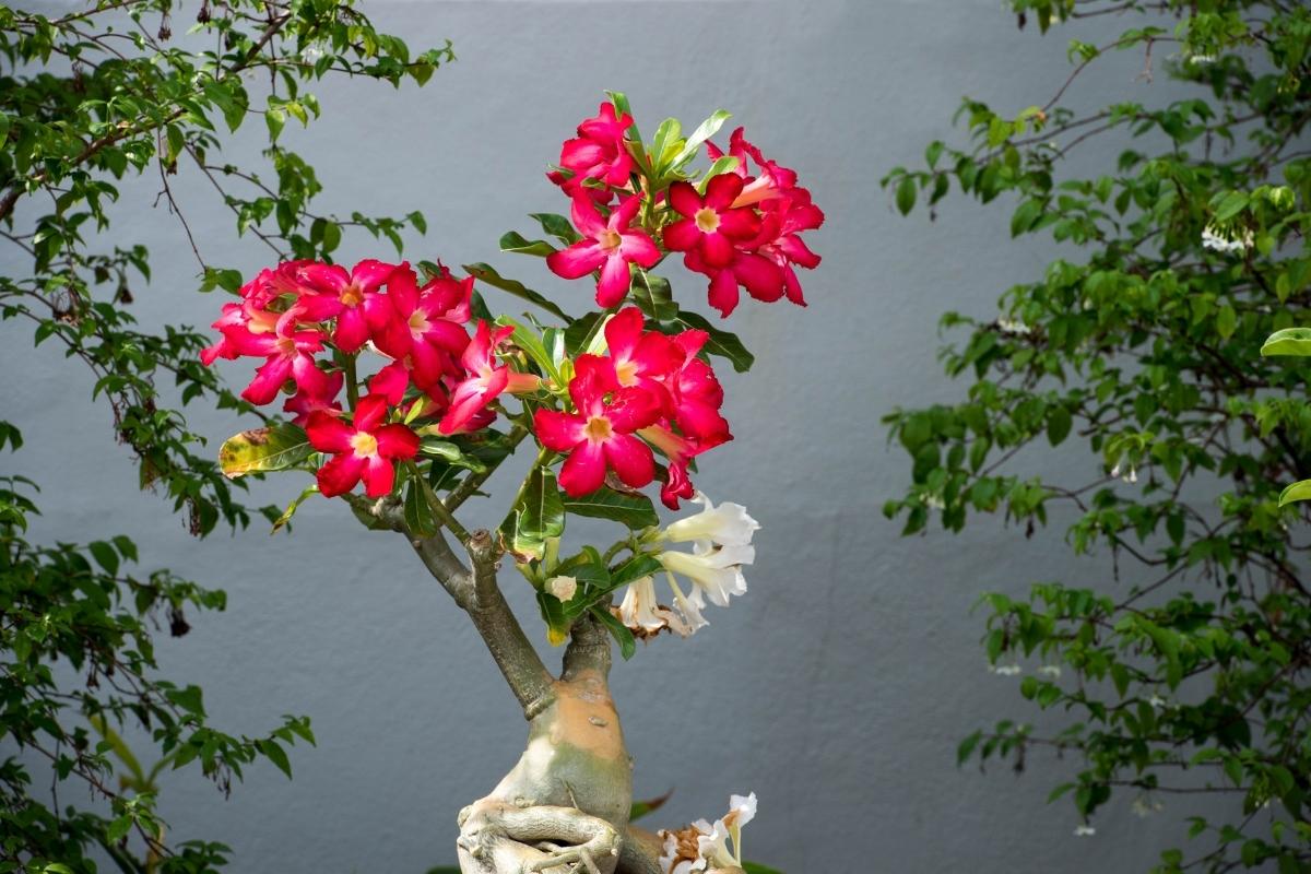 Plantar rosa-do-deserto em vasos (reprodução Canva Pro)