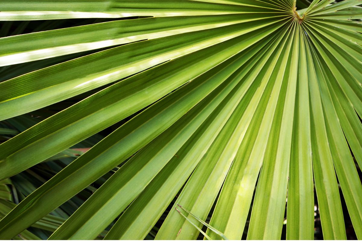 Palmeira-ráfia (Reprodução Canva Pro) 