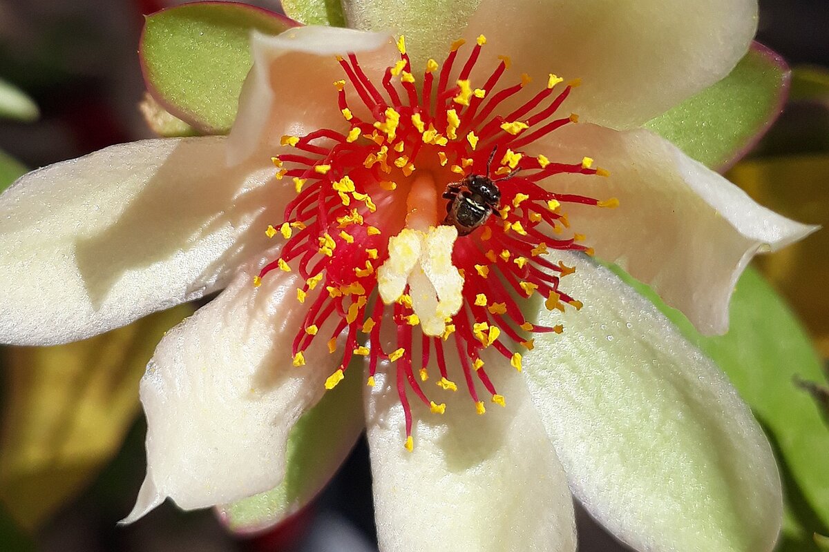 A ora-pro-nóbis é uma planta deliciosa e cheia de benefícios - Imagem: Pixabay