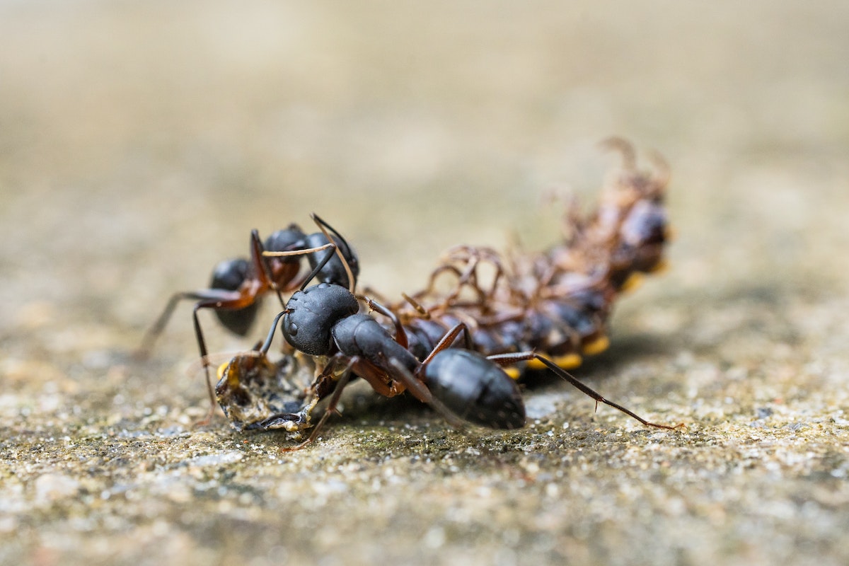 Descubra como acabar com infestação de formigas na cozinha de uma vez por todas