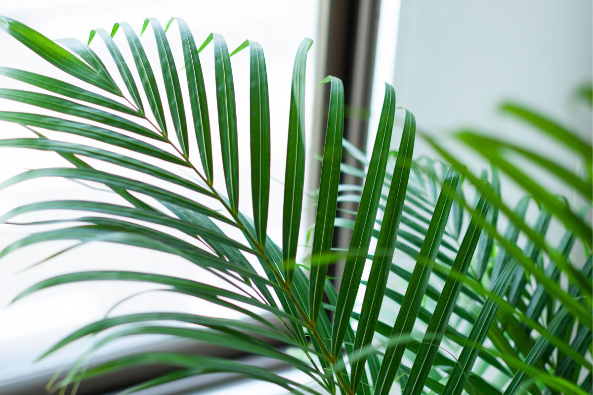 3 plantas que contribuem para melhorar qualidade do ar dentro de casa; veja - Reprodução canva