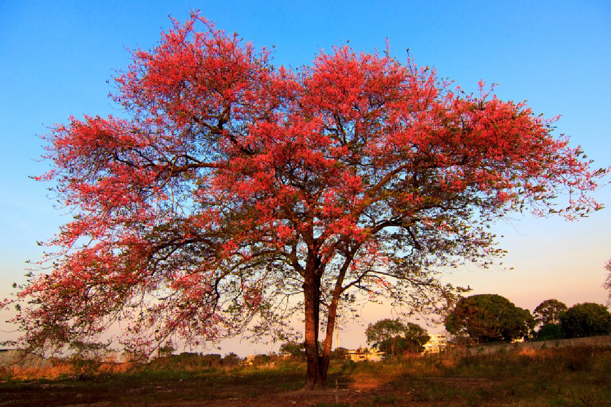 Árvores vermelhas (Foto: Reprodução Canva)