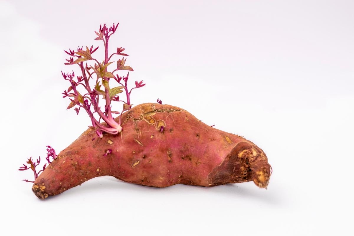Plantar batata-doce a partir da rama (reprodução Canva Pro)