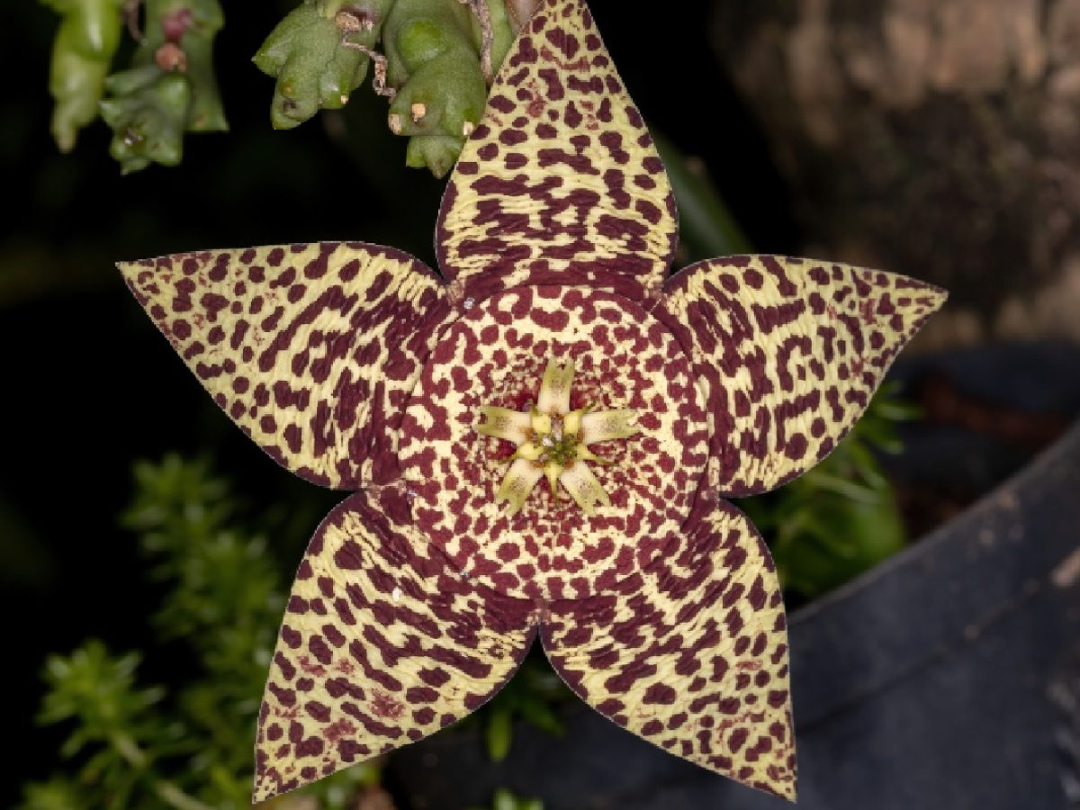 Cacto-estrela: conheça essa suculenta fácil de cultivar no apartamento -  Portal Atualizei