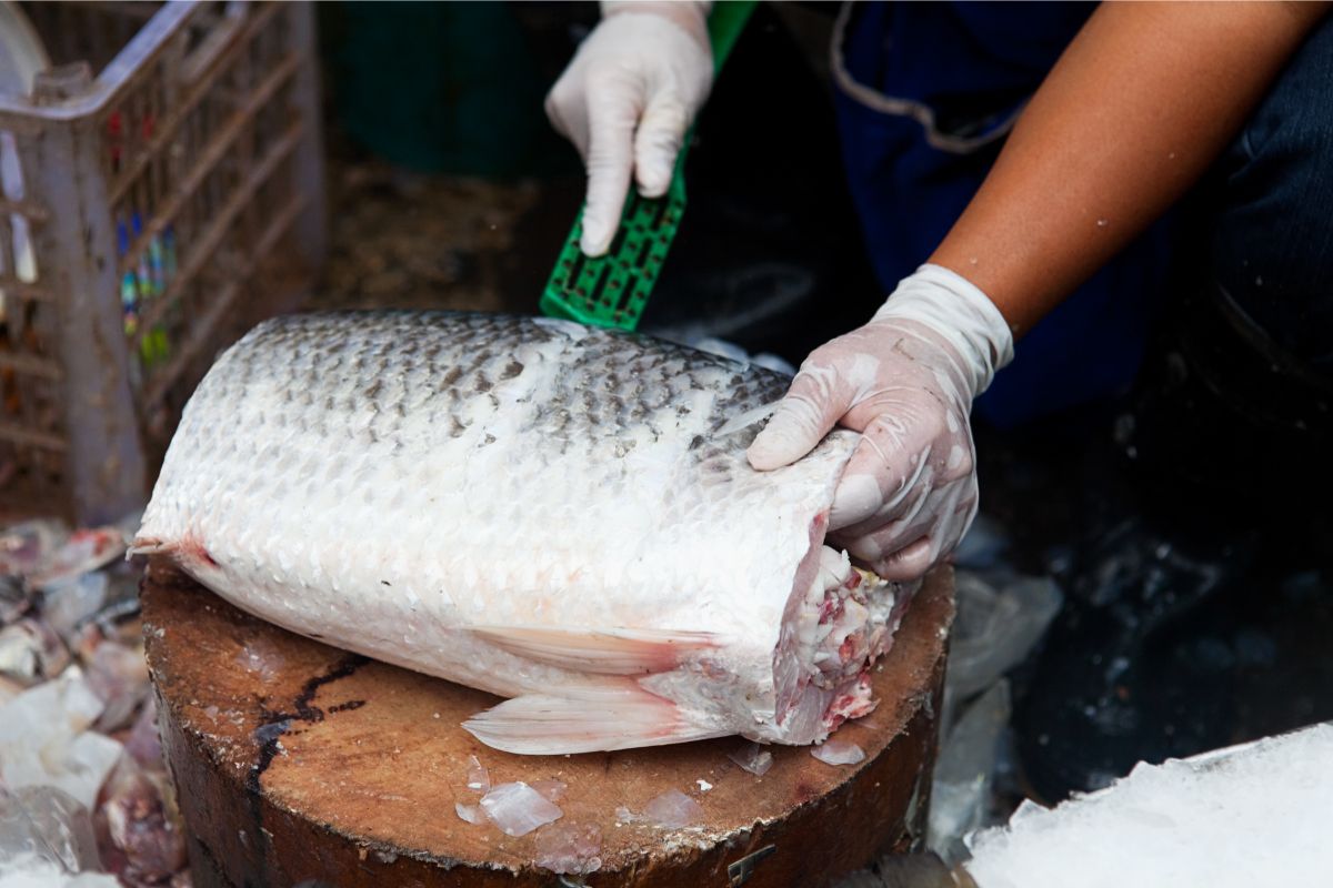 Cozinha prática: 3 formas de descamar peixe rápido, confira - Reprodução Canva