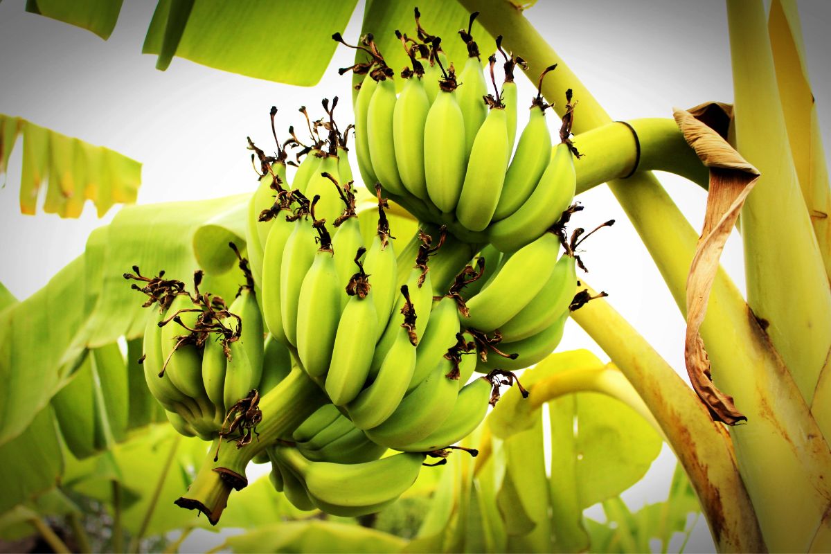 Como plantar banana-da-terra- Foto Canva Pro