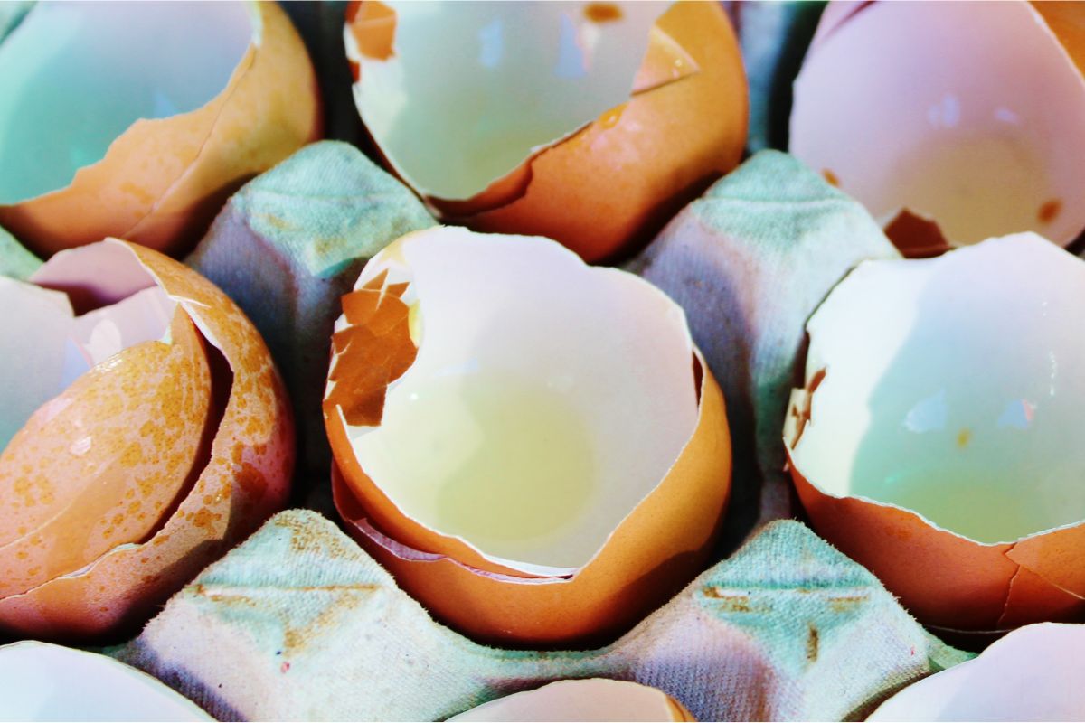 Cascas de ovos - Fonte Canva.