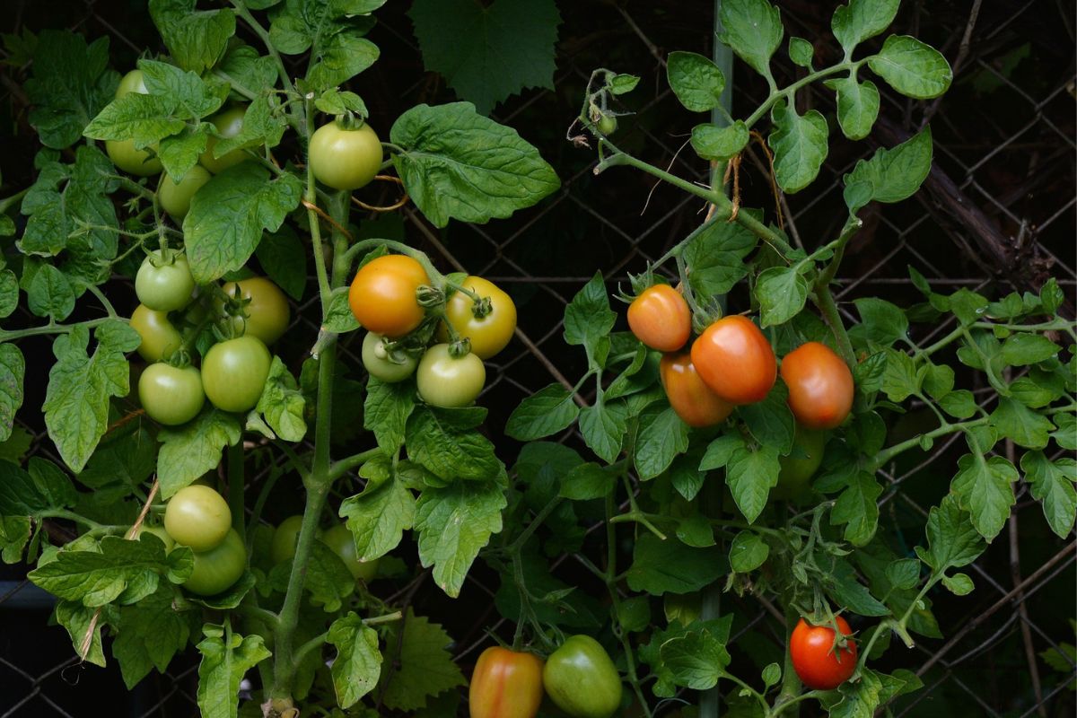 Tomates produzidos em casa - Fonte Pixabay.