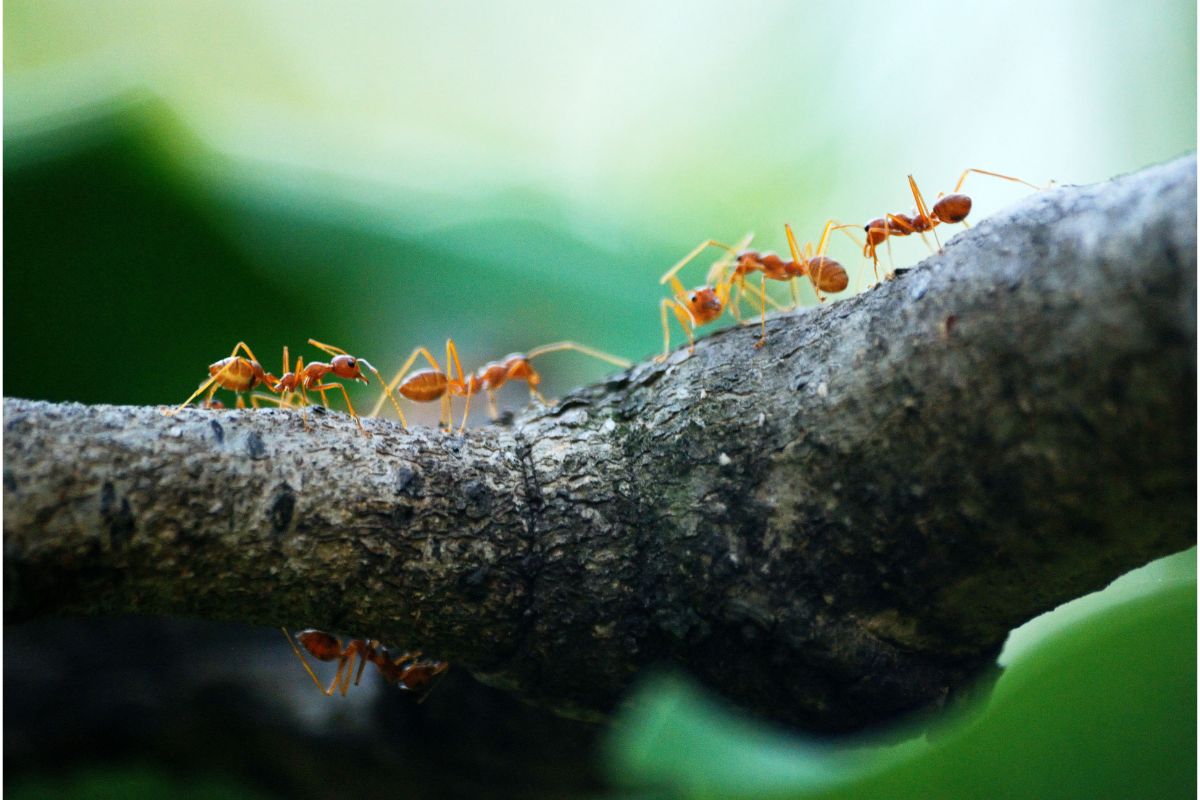 Formigas - Fonte Canva.