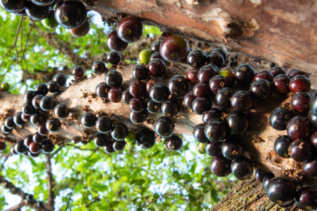 Aprenda como plantar jabuticaba pelo caroço em poucos passos - Portal ...