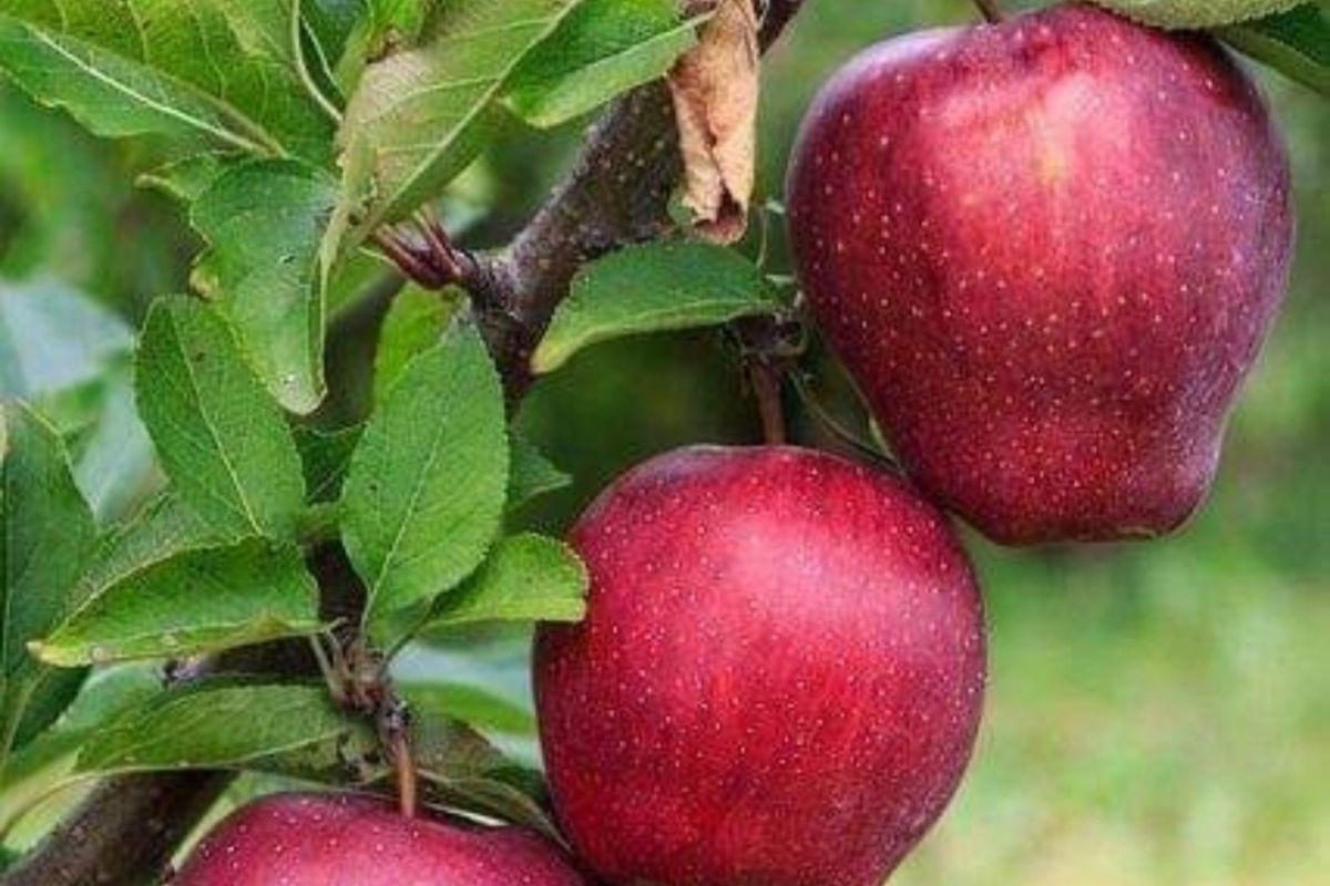 Como plantar maçã em vasos-Foto Canva Pro