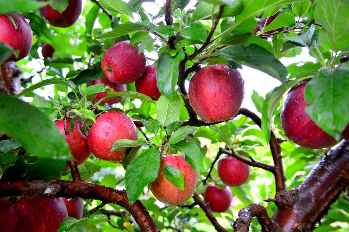 Como plantar maçã em vasos-Foto Canva Pro
