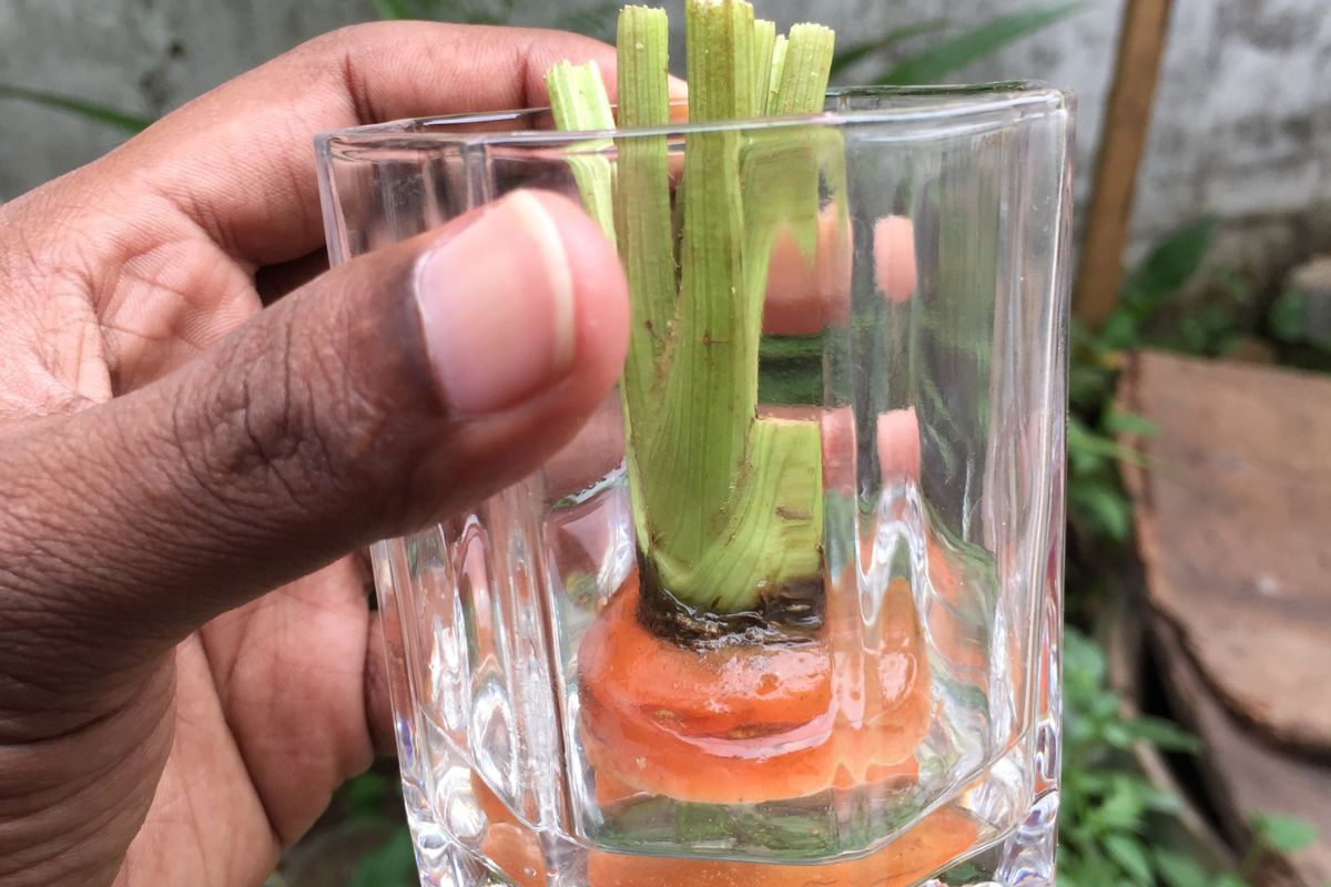 Como plantar cenoura em vaso-Foto Canva Pro