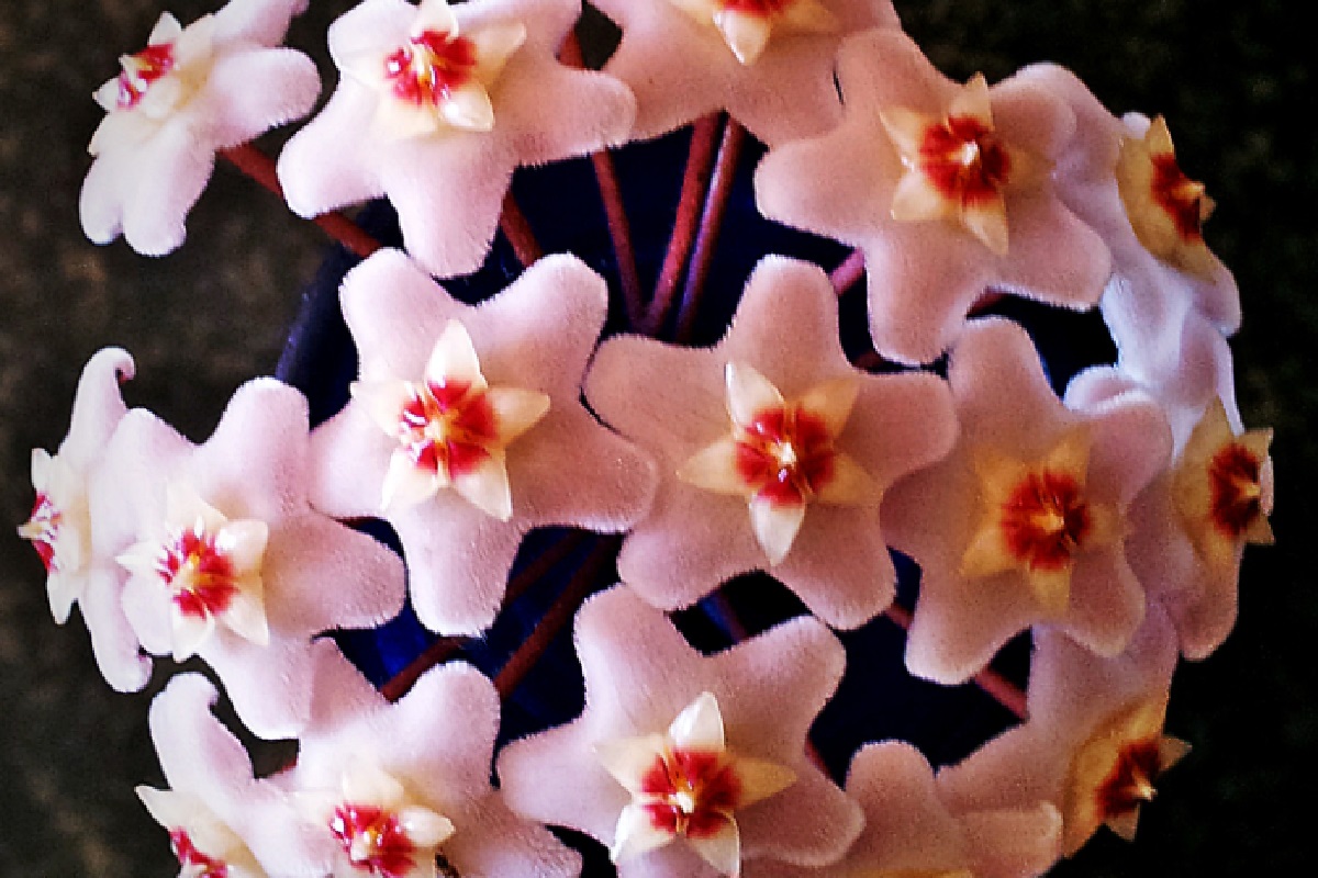 Flor de cera (Foto: Reprodução Canva)