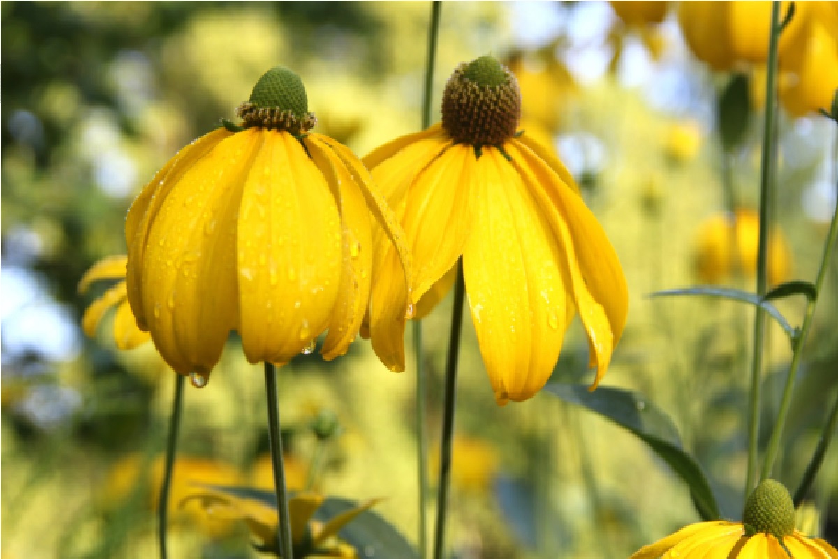 Flores amarelas (Foto: Reprodução Canva Pro)