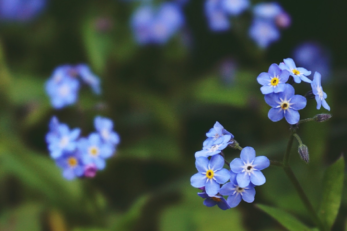 Flores azuis (Foto: Reprodução Canva)