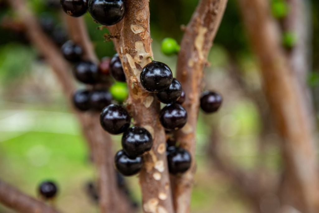 Jabuticaba em vasos; guia fácil de plantio da árvore frutífera em casa