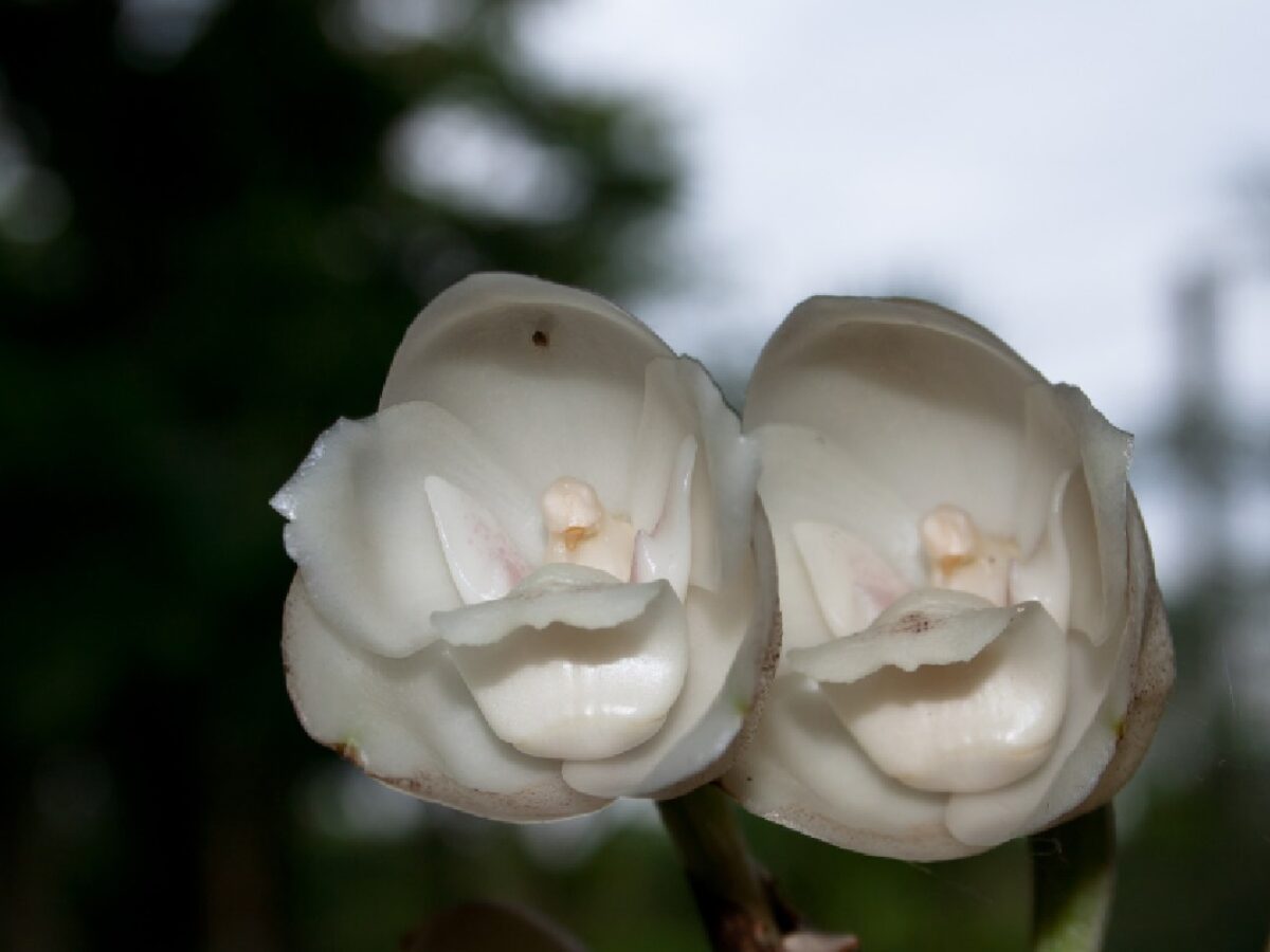 Orquídea pomba: veja qual a surpresa que essa flor guarda
