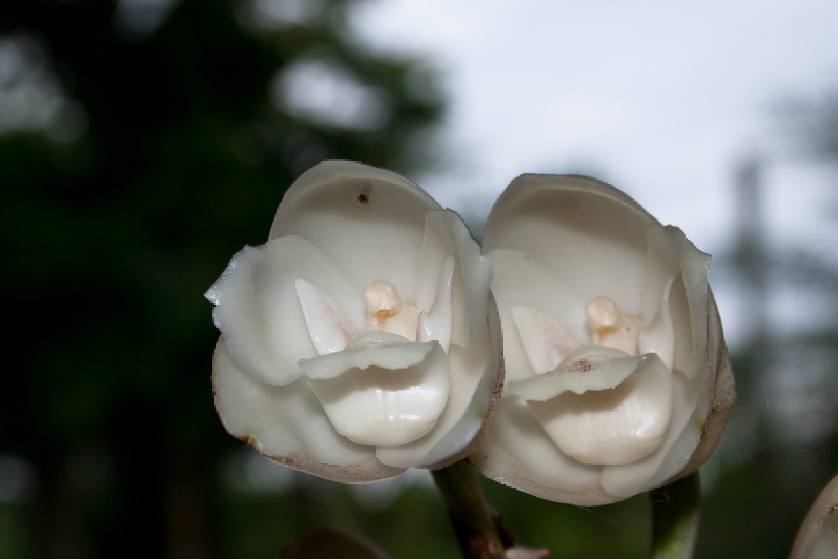 Orquidea pomba (Foto: Reprodução Canva)