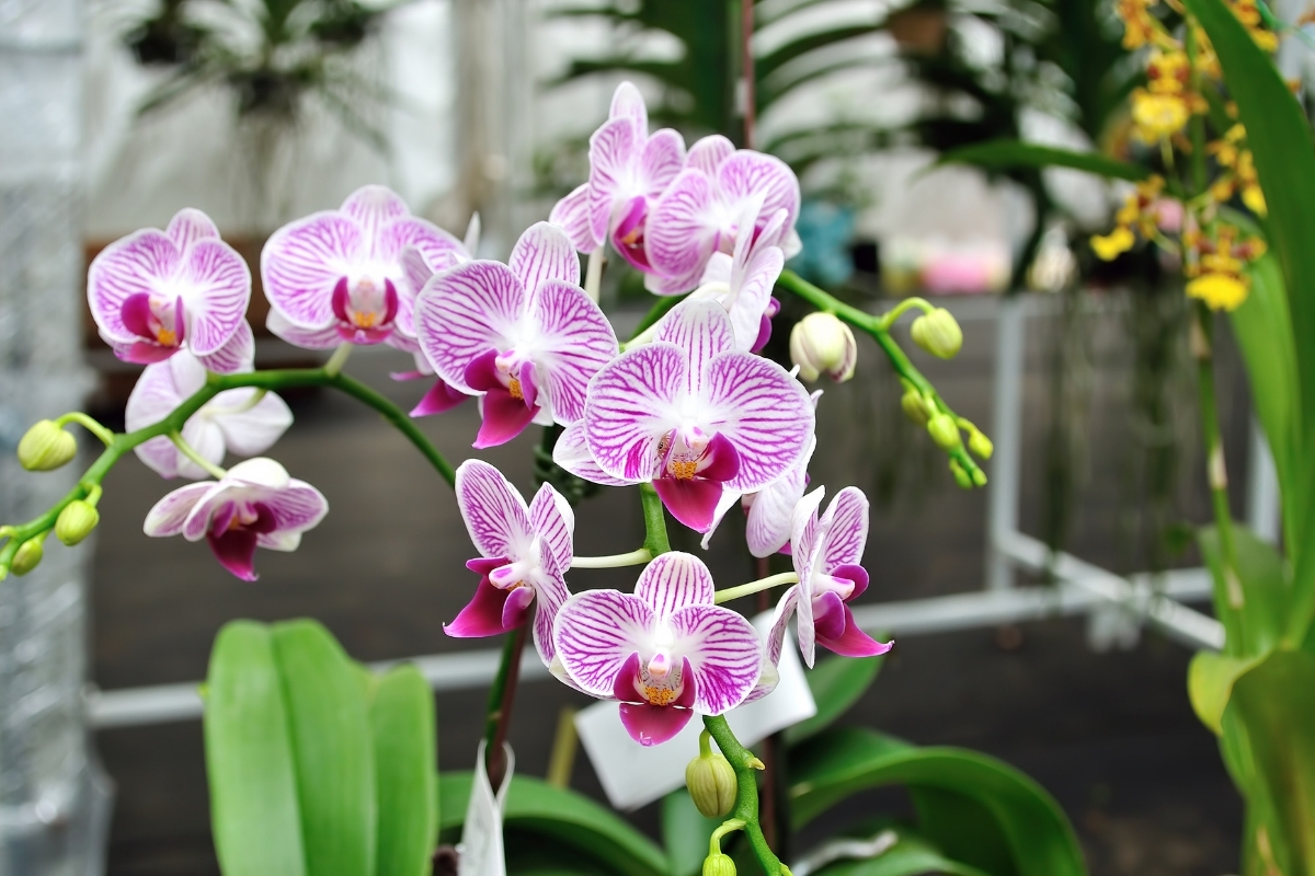 Orquídeas - Foto: CANVA