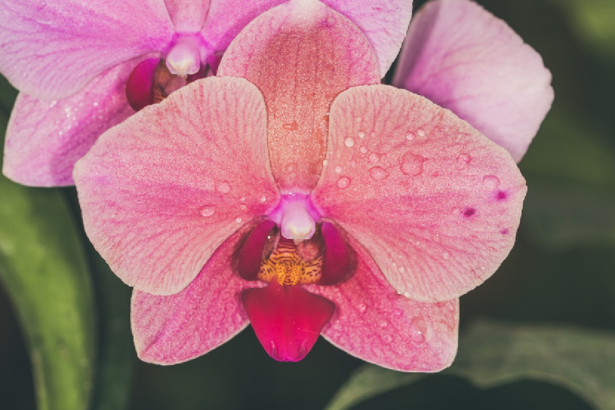 Orquídeas (Foto: Reprodução Canva)