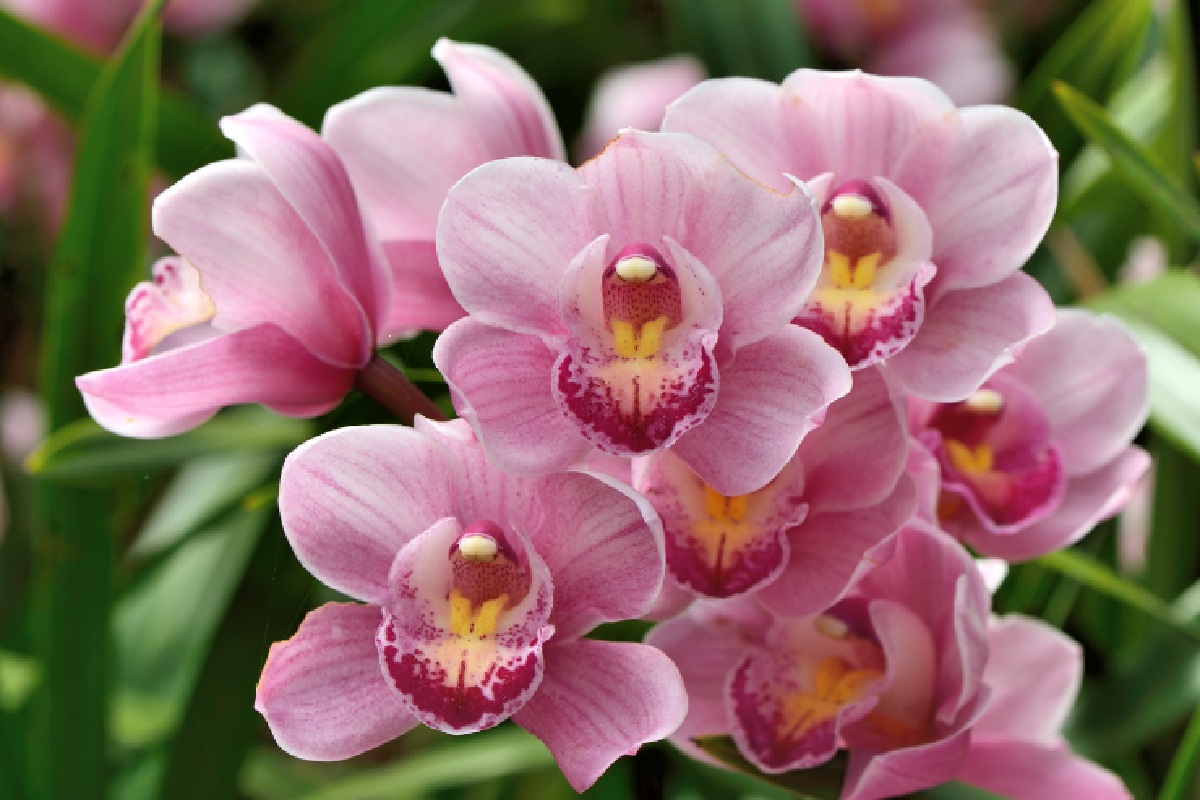 Orquídeas (Foto: Reprodução Canva)