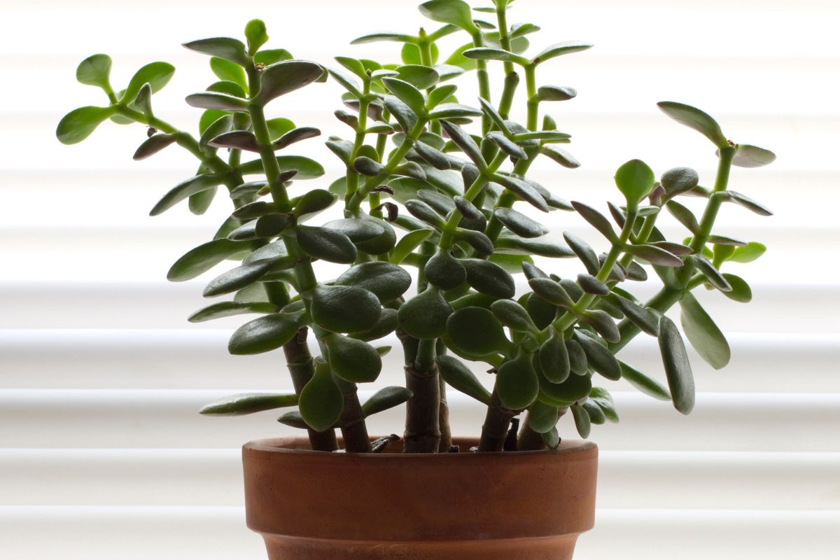 Planta-jade (reprodução Canva pro)