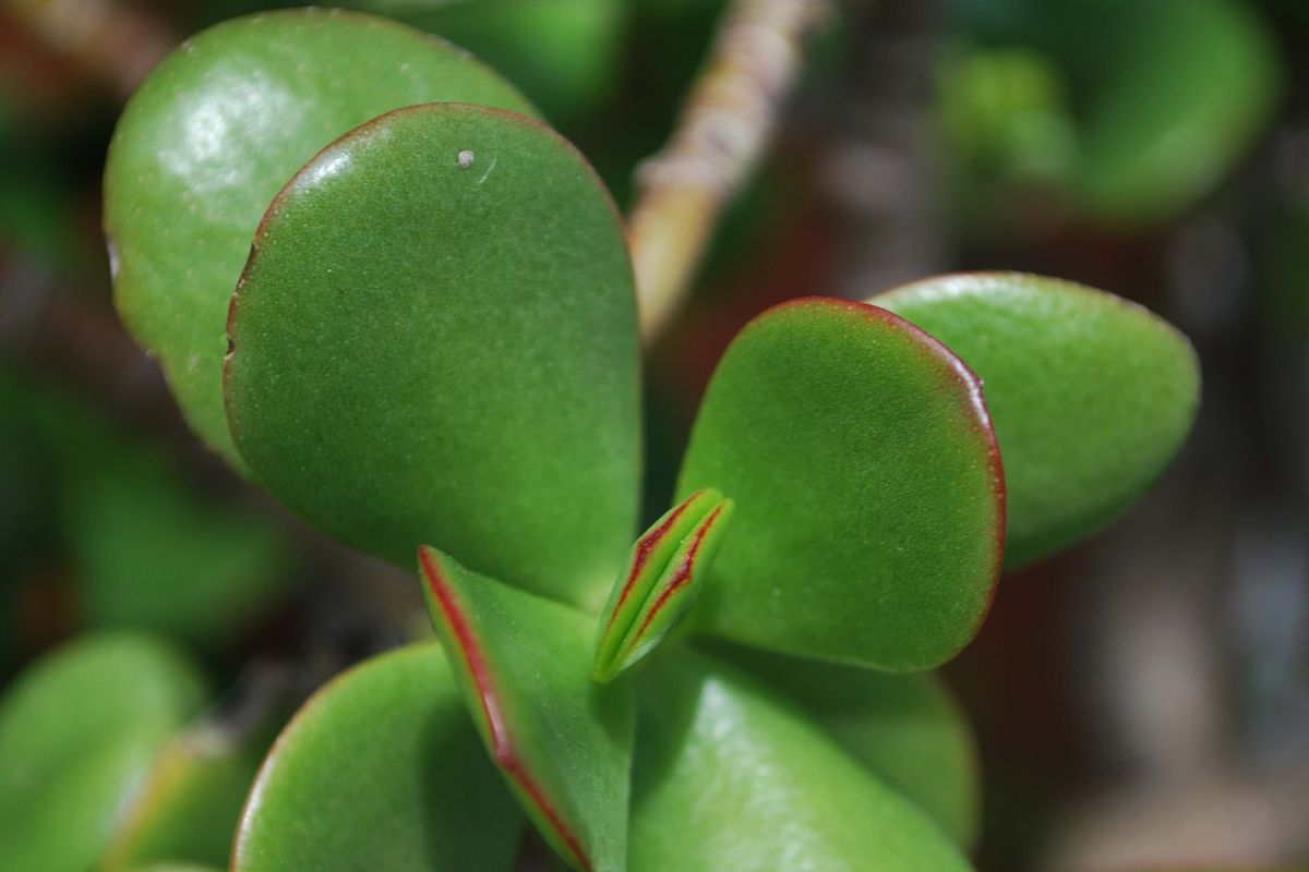Planta-jade (reprodução Canva pro)