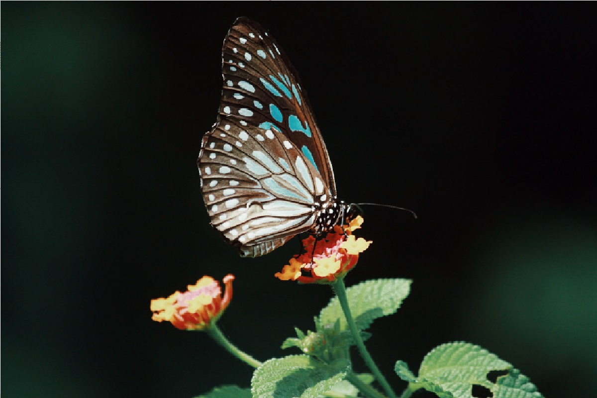 Plantas para atrair borboletas (Foto: Reprodução Canva)