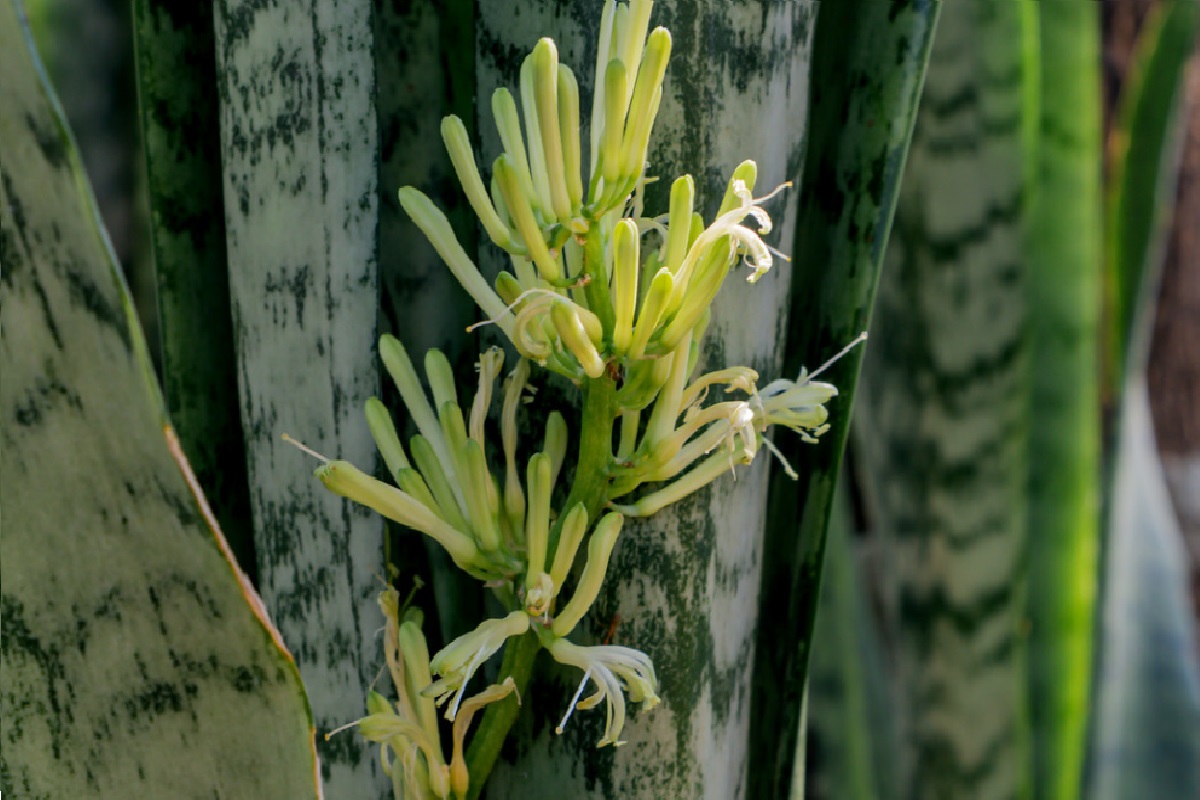 Plantas para clima seco (Foto: Reprodução Canva)