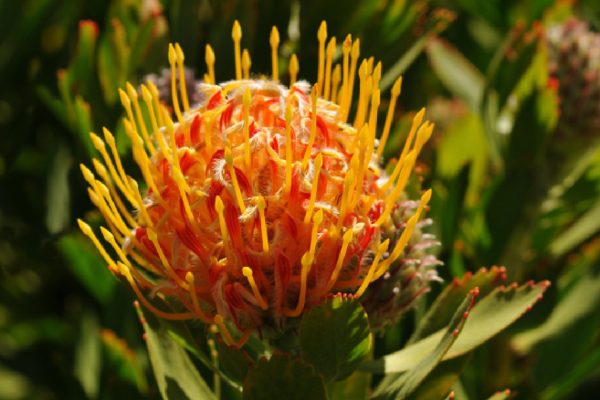 Protea (Foto: Reprodução Canva Pro)